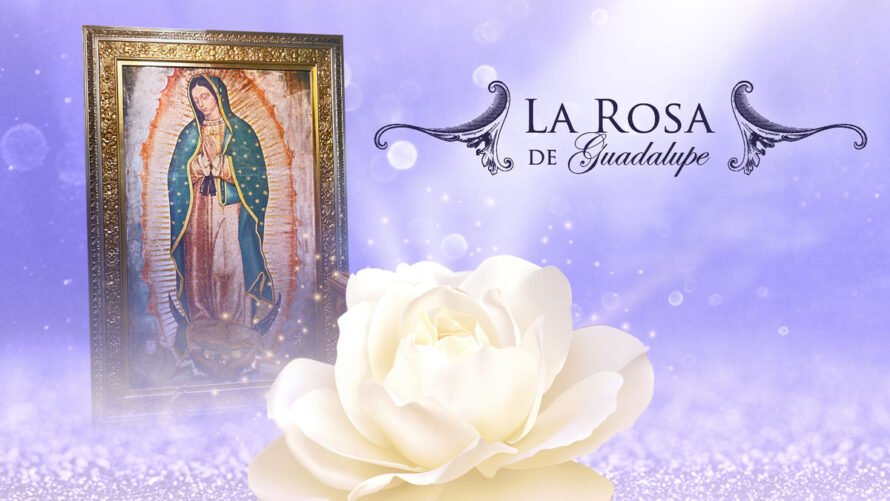 la rosa de guadalupe 2025